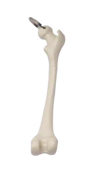Femur
